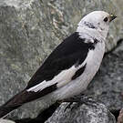 Bruant des neiges
