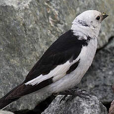 Snow Bunting