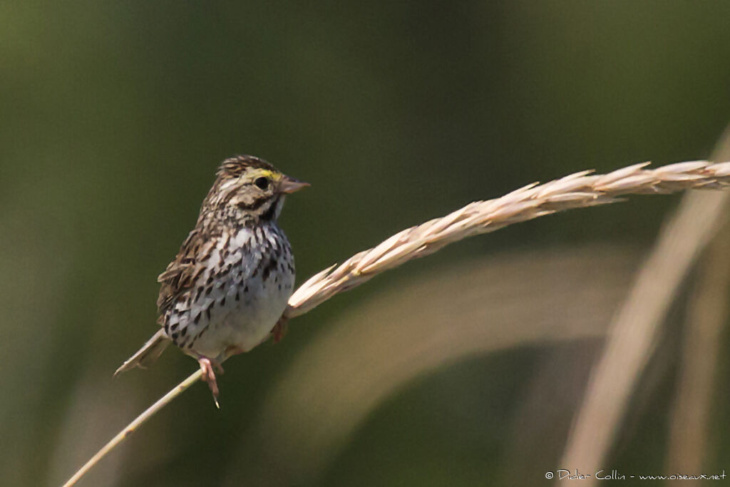 Bruant des présadulte, identification