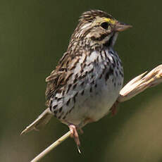 Savannah Sparrow