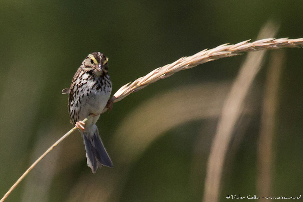 Bruant des présadulte, identification