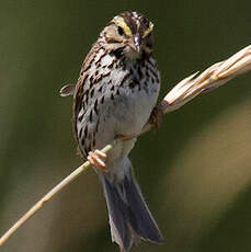 Savannah Sparrow