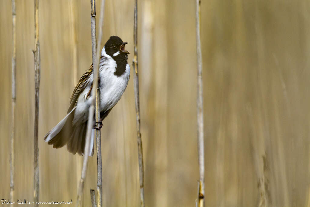 Common Reed Bunting male adult breeding, song