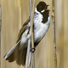 Common Reed Bunting