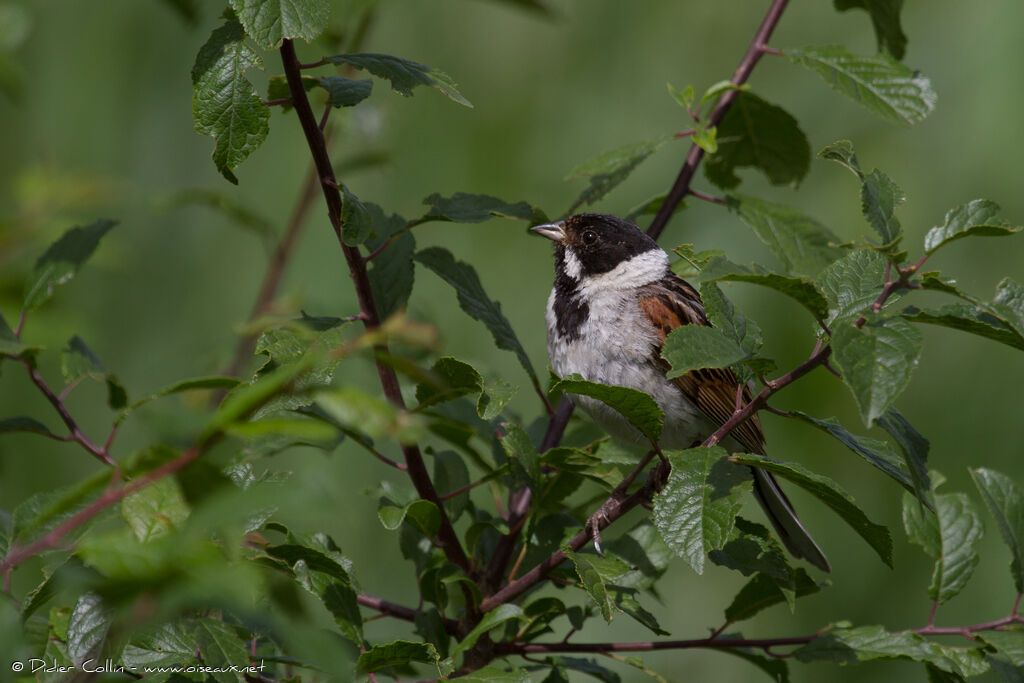 Common Reed Bunting male adult breeding, identification