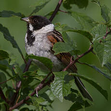 Common Reed Bunting