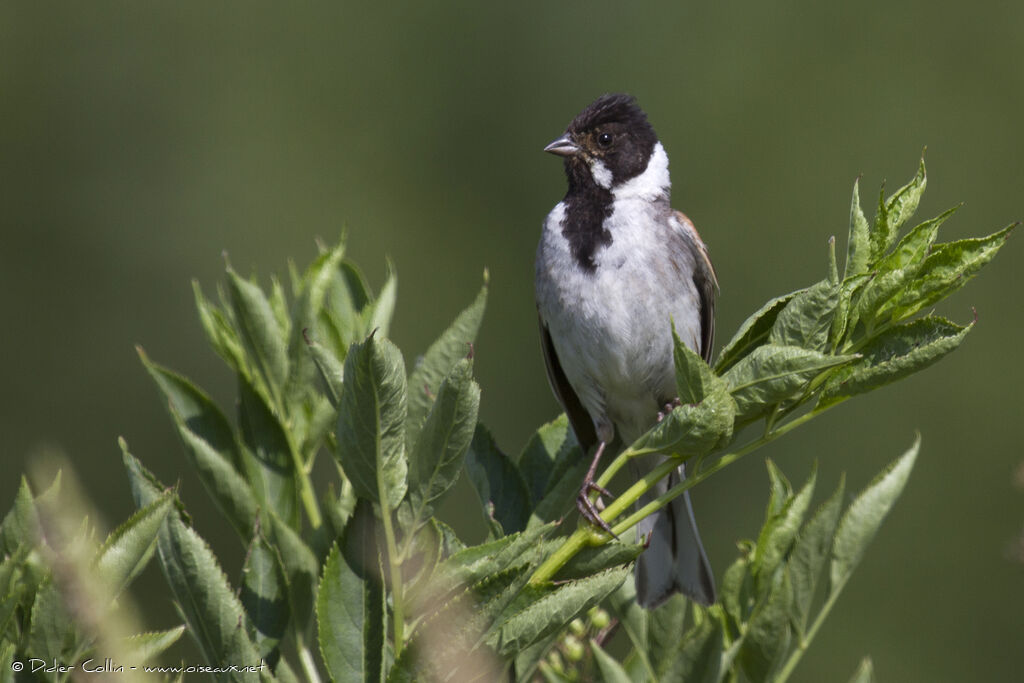 Bruant des roseaux mâle adulte, identification