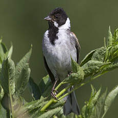 Common Reed Bunting