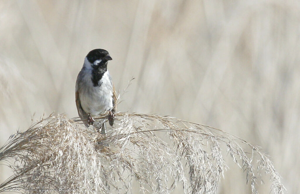 Bruant des roseaux