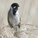 Bruant des roseaux