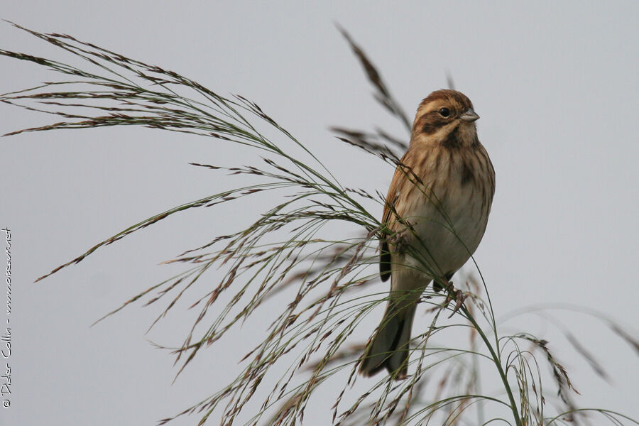 Bruant des roseaux, identification