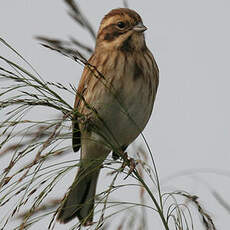 Common Reed Bunting