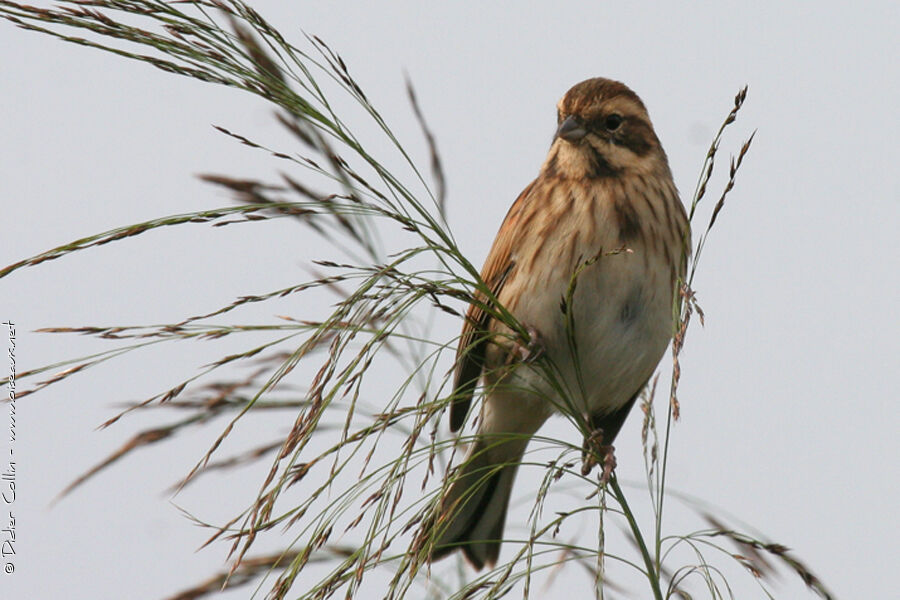 Common Reed Bunting