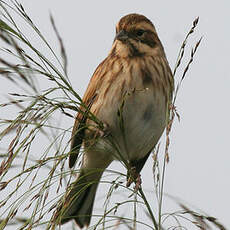 Common Reed Bunting