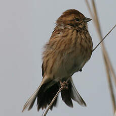 Common Reed Bunting