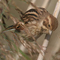 Common Reed Bunting