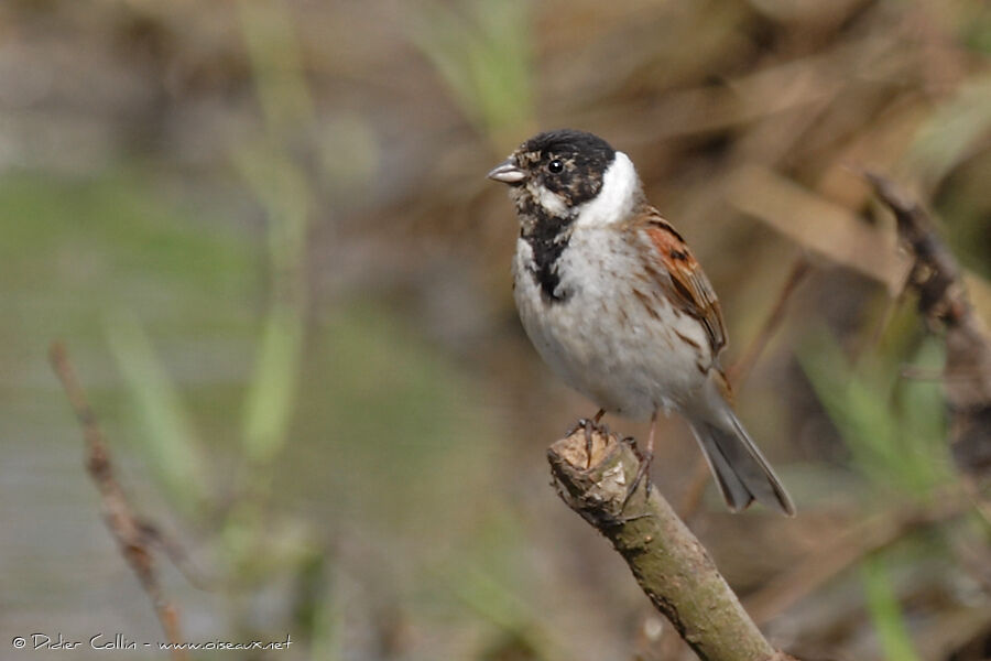 Bruant des roseaux mâle, identification