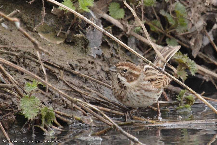 Bruant des roseaux femelle