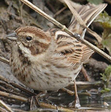 Common Reed Bunting