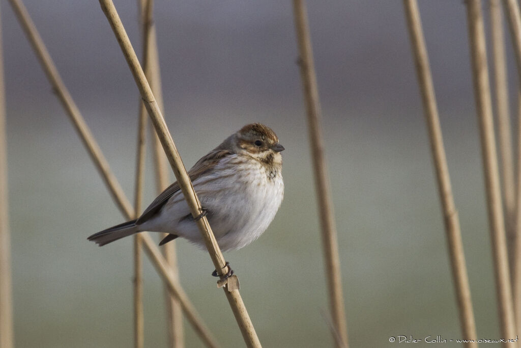 Bruant des roseaux, identification