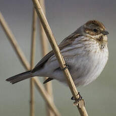 Common Reed Bunting