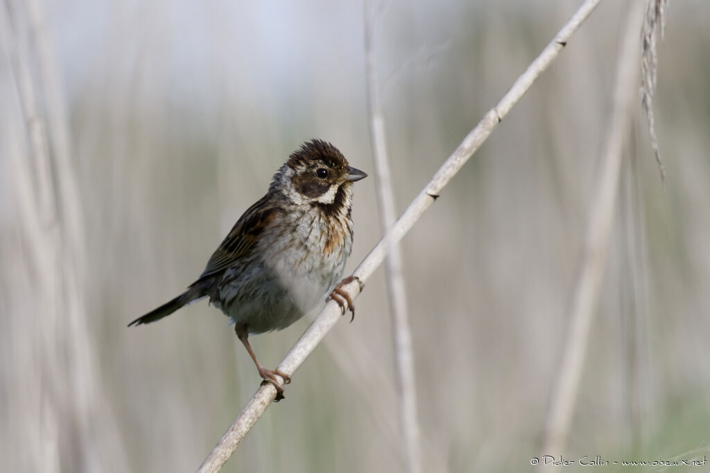 Common Reed Bunting