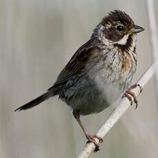 Common Reed Bunting