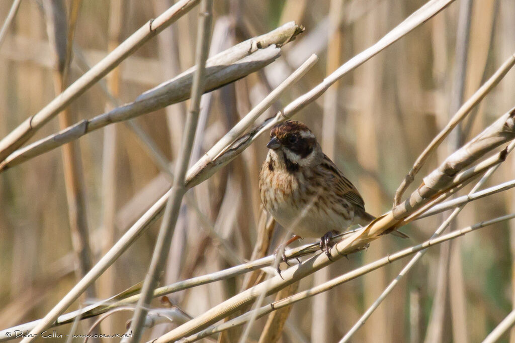 Common Reed Bunting male adult