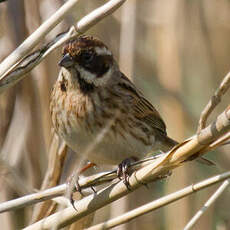 Common Reed Bunting