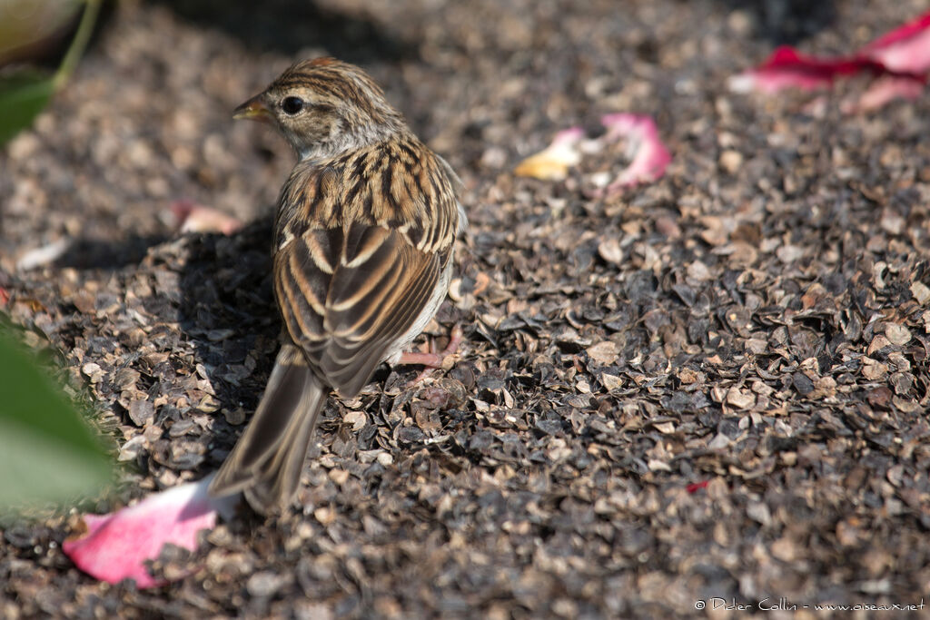 Chipping Sparrow