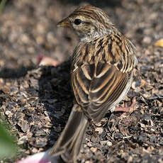 Chipping Sparrow