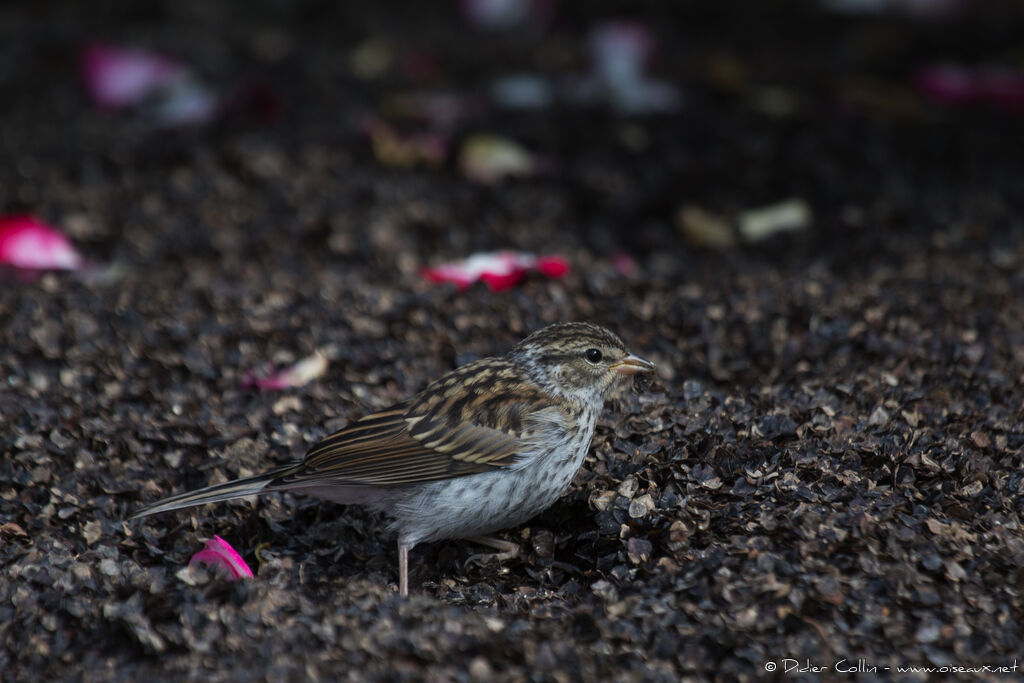 Chipping Sparrow