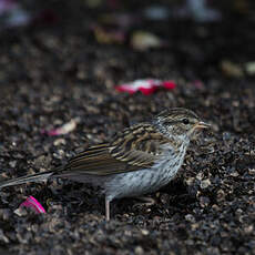 Chipping Sparrow