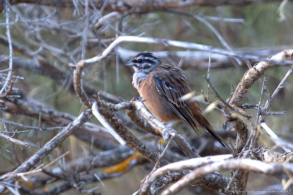 Rock Bunting male adult breeding