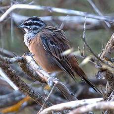 Rock Bunting