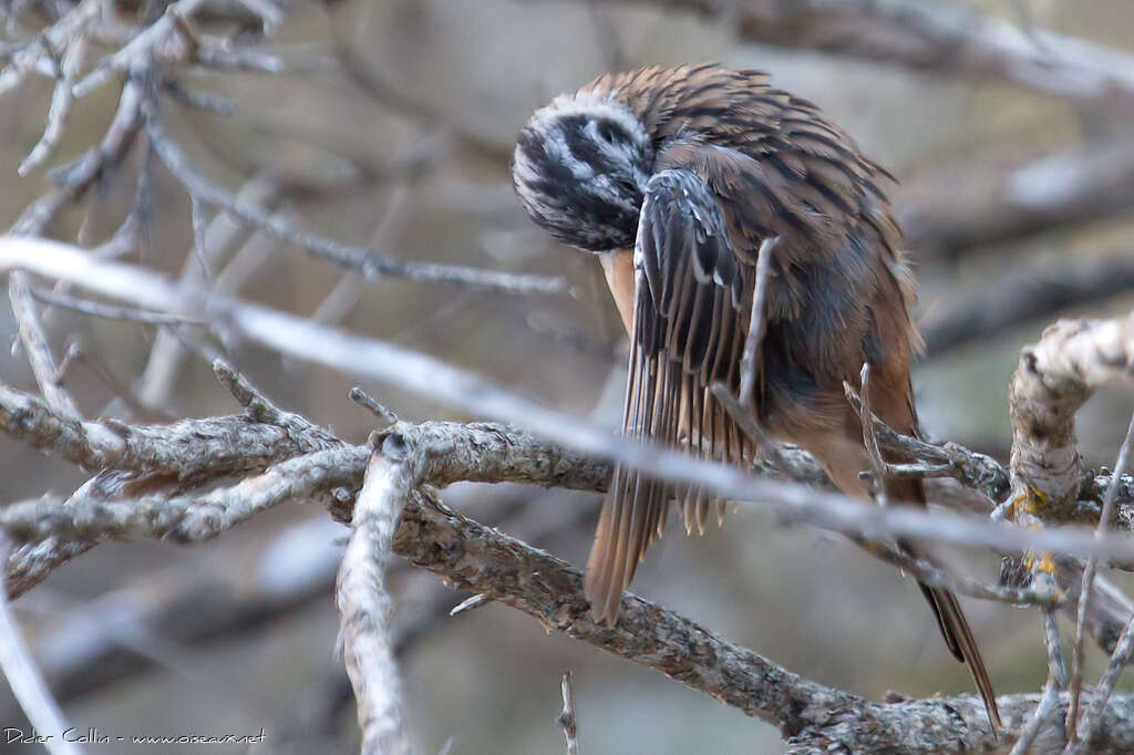 Rock Bunting male adult breeding, care