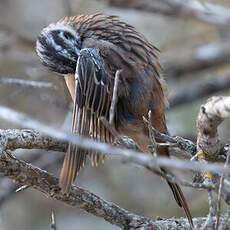 Rock Bunting