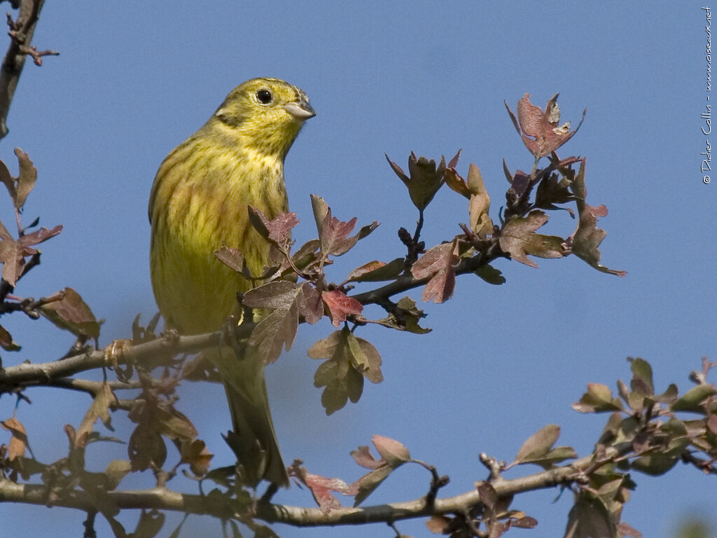 Bruant jaune mâle adulte nuptial