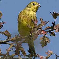 Yellowhammer