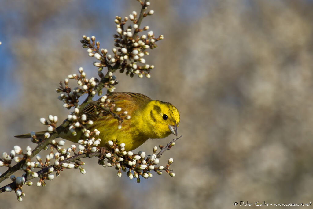 Bruant jaune mâle adulte, identification