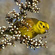 Bruant jaune