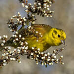 Bruant jaune