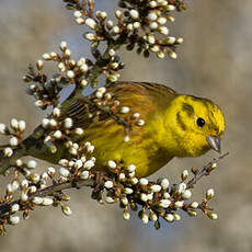 Yellowhammer