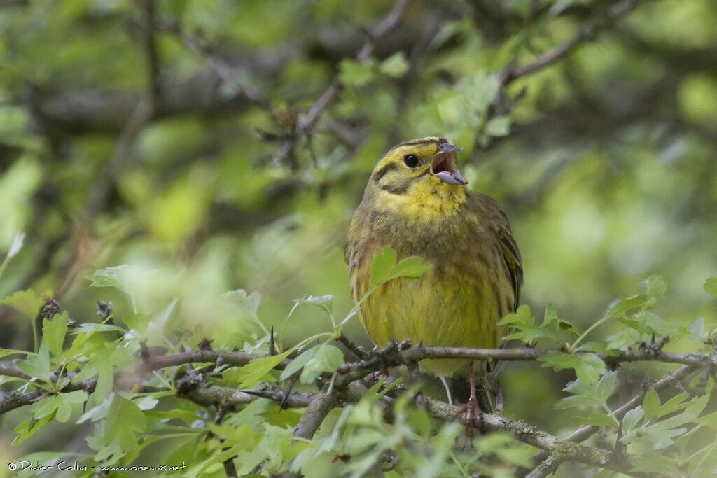 Yellowhammer male adult, song