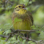 Bruant jaune