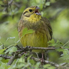 Yellowhammer