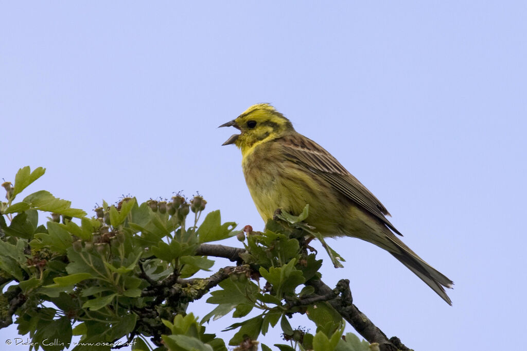 Yellowhammer male adult breeding, identification, song