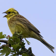 Yellowhammer