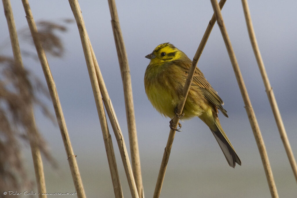 Bruant jaune, identification