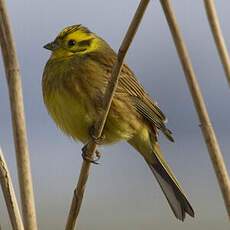 Yellowhammer